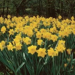 VAN ZYVERDEN Daffodils Classic Improved King Alfred Type (Set of 15 Bulbs)