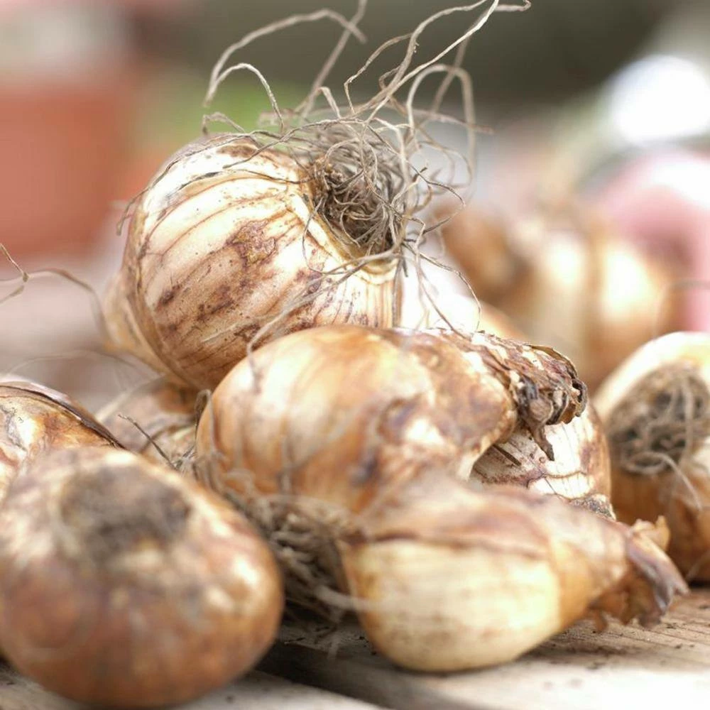 VAN ZYVERDEN Daffodils Classic Improved King Alfred Type (Set of 15 Bulbs) 4 VAN ZYVERDEN Daffodils Classic Improved King Alfred Type (Set of 15 Bulbs) - Image 2