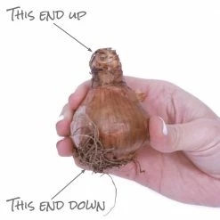 VAN ZYVERDEN Daffodils Classic Improved King Alfred Type (Set of 25 Bulbs) -VAN ZYVERDEN shop van zyverden flower bulbs 87386 1f 1000