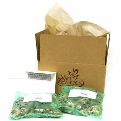 VAN ZYVERDEN Daffodils Classic Improved King Alfred Type (Set of 25 Bulbs) -VAN ZYVERDEN shop van zyverden flower bulbs 87386 4f 1000