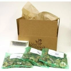 VAN ZYVERDEN Daffodils Classic Improved King Alfred Type (Set of 50 Bulbs) -VAN ZYVERDEN shop van zyverden flower bulbs 87387 4f 1000