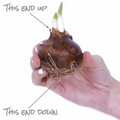 VAN ZYVERDEN Low Scent Giant Christmas Daffodils Paperwhites (Set of 15 Mammoth Bulbs) 11 VAN ZYVERDEN Low Scent Giant Christmas Daffodils Paperwhites (Set of 15 Mammoth Bulbs) -VAN ZYVERDEN shop van zyverden flower bulbs 87394 1f 1000