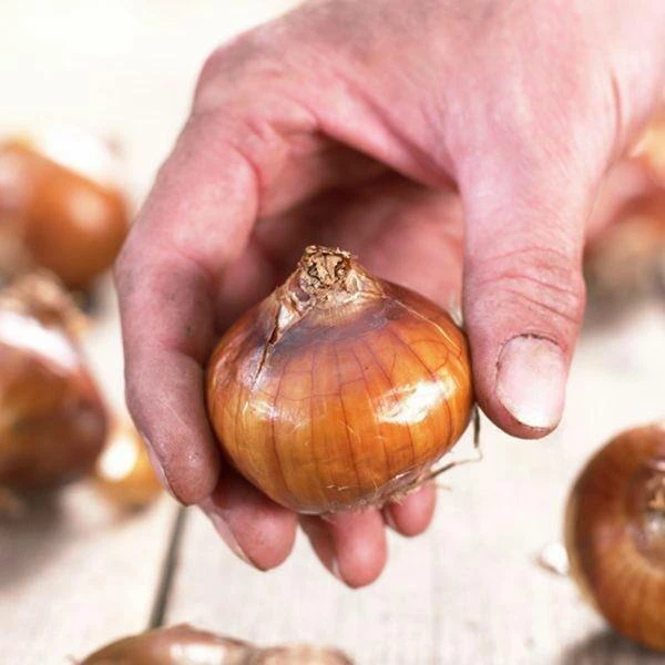 VAN ZYVERDEN Low Scent Giant Christmas Daffodils Paperwhites (Set of 15 Mammoth Bulbs) 4 VAN ZYVERDEN Low Scent Giant Christmas Daffodils Paperwhites (Set of 15 Mammoth Bulbs) - Image 2