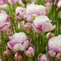 VAN ZYVERDEN Tulips Double Surprise Bulbs (12-Pack)