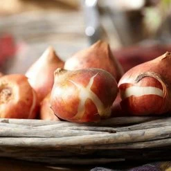 VAN ZYVERDEN Tulips Grand Perfection Bulbs (12-Pack) 12 VAN ZYVERDEN Tulips Grand Perfection Bulbs (12-Pack) -VAN ZYVERDEN shop van zyverden flower bulbs 88004 1f 1000