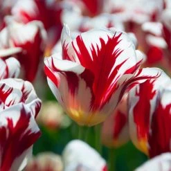 VAN ZYVERDEN Tulips Grand Perfection Bulbs (12-Pack) 11 VAN ZYVERDEN Tulips Grand Perfection Bulbs (12-Pack) -VAN ZYVERDEN shop van zyverden flower bulbs 88004 4f 1000