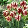 VAN ZYVERDEN Tulips Grand Perfection Bulbs (12-Pack) -VAN ZYVERDEN shop van zyverden flower bulbs 88004 64 1000