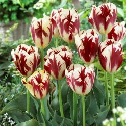 VAN ZYVERDEN Tulips Grand Perfection Bulbs (12-Pack)