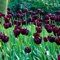VAN ZYVERDEN Tulips Super Sized Queen Of Night Bulbs (12-Pack) -VAN ZYVERDEN shop van zyverden flower bulbs 88009 4f 1000