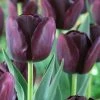 VAN ZYVERDEN Tulips Super Sized Queen Of Night Bulbs (12-Pack) 2 VAN ZYVERDEN Tulips Super Sized Queen Of Night Bulbs (12-Pack) -VAN ZYVERDEN shop van zyverden flower bulbs 88009 64 1000