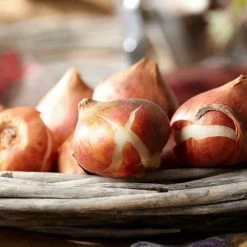 VAN ZYVERDEN Tulips Double Blossom Blend Bulbs (15-Pack) -VAN ZYVERDEN shop van zyverden flower bulbs 88012 1f 1000