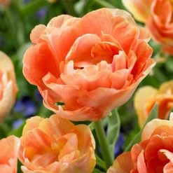 VAN ZYVERDEN Tulips Double Blossom Blend Bulbs (15-Pack) -VAN ZYVERDEN shop van zyverden flower bulbs 88012 4f 1000