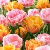 VAN ZYVERDEN Tulips Double Blossom Blend Bulbs (15-Pack) 2 VAN ZYVERDEN Tulips Double Blossom Blend Bulbs (15-Pack) -VAN ZYVERDEN shop van zyverden flower bulbs 88012 64 1000