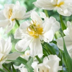 VAN ZYVERDEN Tulips Popcorn Bulbs (25-Pack) 10 VAN ZYVERDEN Tulips Popcorn Bulbs (25-Pack) -VAN ZYVERDEN shop van zyverden flower bulbs 88013 4f 1000