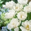 VAN ZYVERDEN Tulips Popcorn Bulbs (25-Pack)
