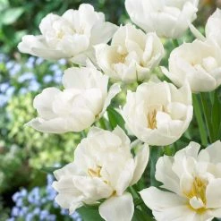 VAN ZYVERDEN Tulips Popcorn Bulbs (25-Pack)