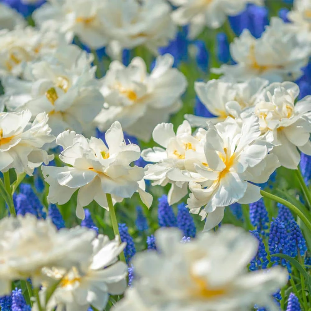 VAN ZYVERDEN Tulips Popcorn Bulbs (25-Pack) 4 VAN ZYVERDEN Tulips Popcorn Bulbs (25-Pack) - Image 2