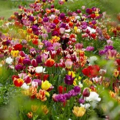 VAN ZYVERDEN Tulips Economy Medley Of Varieties Bulbs (25-Pack)