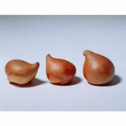 VAN ZYVERDEN Tulips Long Stemmed Mixture (Set of 50 Mammoth Bulbs) 12 VAN ZYVERDEN Tulips Long Stemmed Mixture (Set of 50 Mammoth Bulbs) -VAN ZYVERDEN shop van zyverden flower bulbs 88016 1f 1000