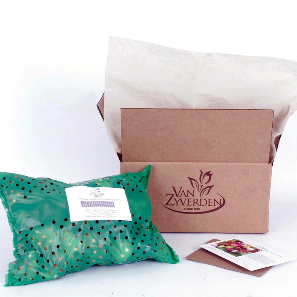 VAN ZYVERDEN Tulips Long Stemmed Mixture (Set of 50 Mammoth Bulbs) 7 VAN ZYVERDEN Tulips Long Stemmed Mixture (Set of 50 Mammoth Bulbs) - Image 5