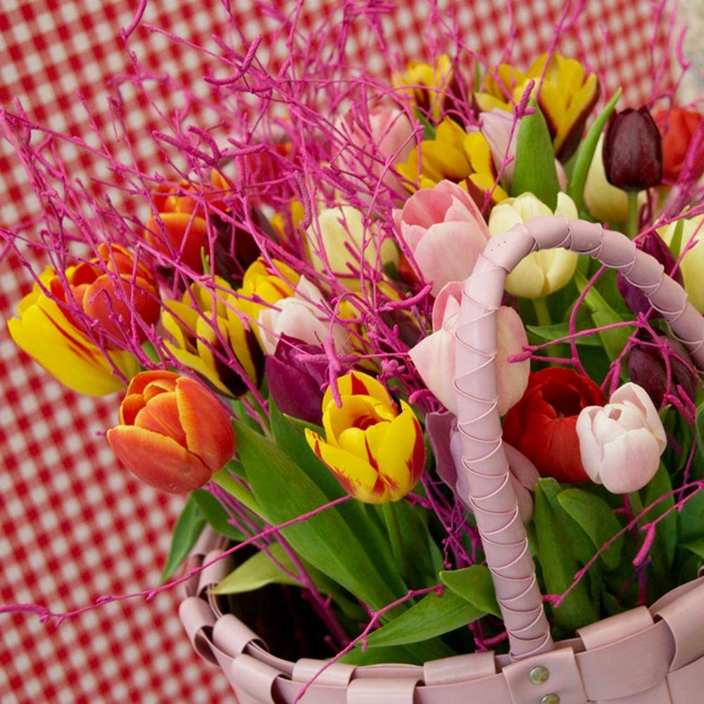 VAN ZYVERDEN Tulips Long Stemmed Mixture (Set of 50 Mammoth Bulbs) 5 VAN ZYVERDEN Tulips Long Stemmed Mixture (Set of 50 Mammoth Bulbs) - Image 3