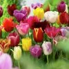 VAN ZYVERDEN Tulips Long Stemmed Mixture (Set of 50 Mammoth Bulbs) -VAN ZYVERDEN shop van zyverden flower bulbs 88016 64 1000
