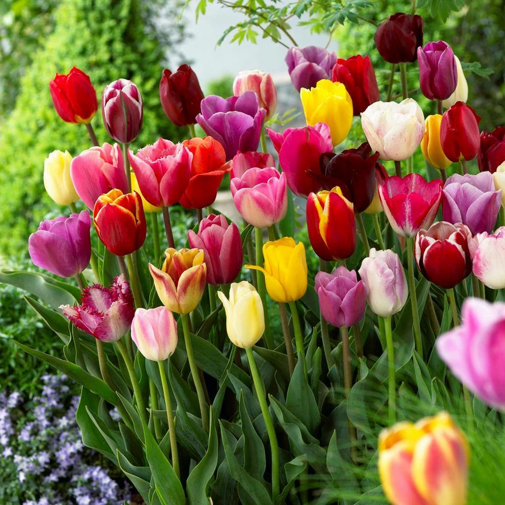 VAN ZYVERDEN Tulips Long Stemmed Mixture (Set of 50 Mammoth Bulbs) 4 VAN ZYVERDEN Tulips Long Stemmed Mixture (Set of 50 Mammoth Bulbs) - Image 2