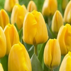 VAN ZYVERDEN Tulips Golden Apeldoorn Set of 12 Bulbs