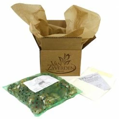 VAN ZYVERDEN Tulips Golden Apeldoorn Set of 25 Bulbs -VAN ZYVERDEN shop van zyverden flower bulbs 88019 44 1000