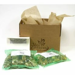 VAN ZYVERDEN Lilies Day and Night Collection Set of 12 Bulbs 13 VAN ZYVERDEN Lilies Day and Night Collection Set of 12 Bulbs -VAN ZYVERDEN shop van zyverden flower bulbs 88151 44 1000