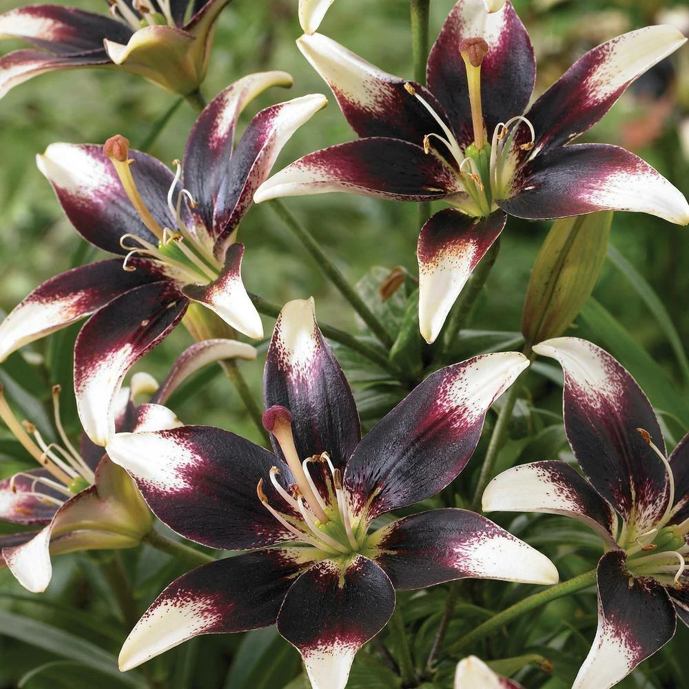 VAN ZYVERDEN Lilies Day and Night Collection Set of 12 Bulbs 5 VAN ZYVERDEN Lilies Day and Night Collection Set of 12 Bulbs - Image 3