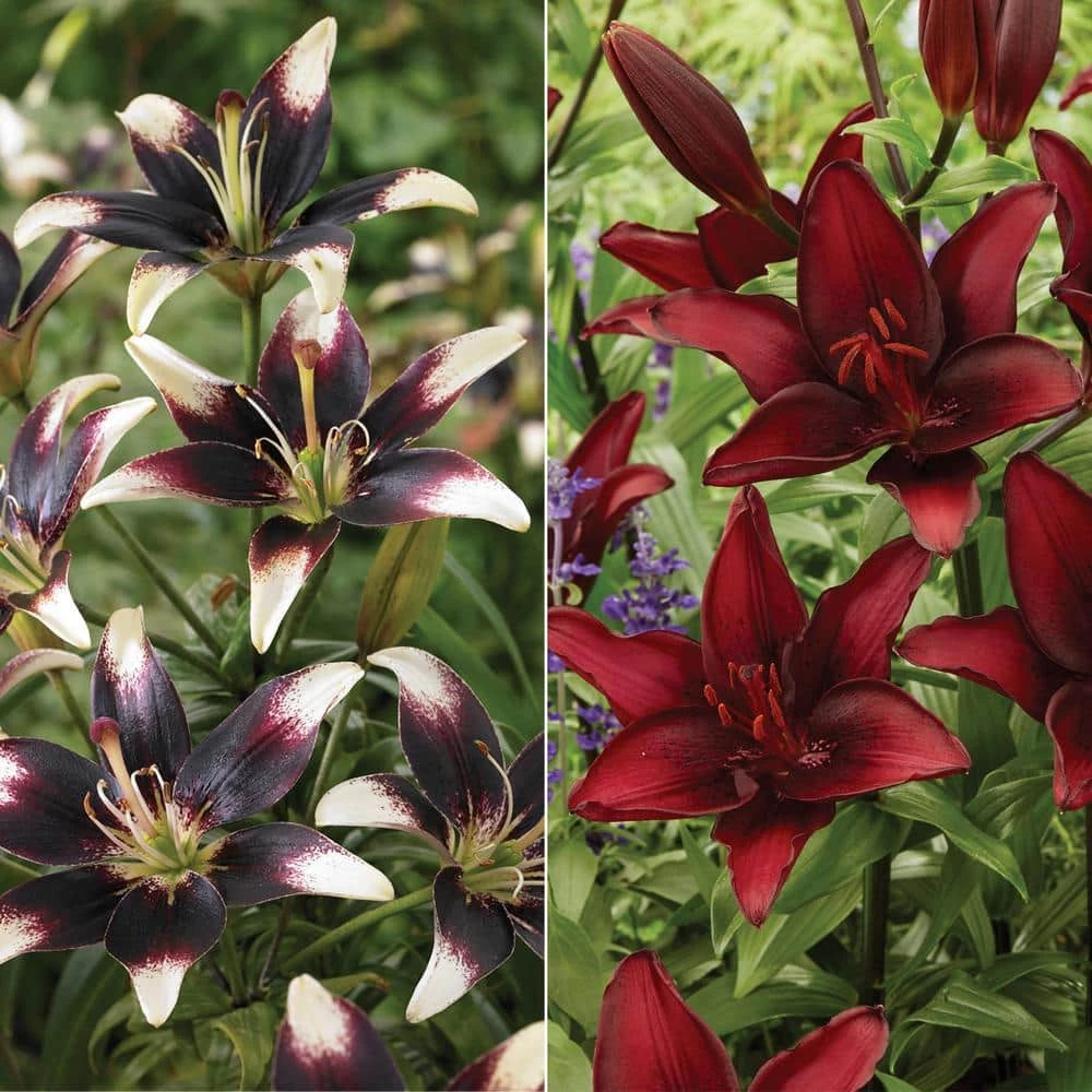 VAN ZYVERDEN Lilies Day and Night Collection Set of 12 Bulbs 3 VAN ZYVERDEN Lilies Day and Night Collection Set of 12 Bulbs