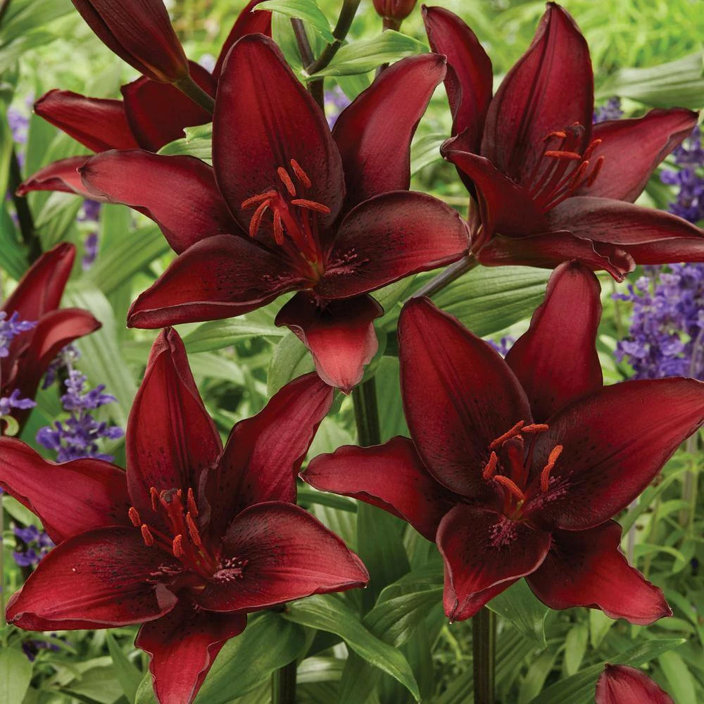 VAN ZYVERDEN Lilies Day and Night Collection Set of 12 Bulbs 4 VAN ZYVERDEN Lilies Day and Night Collection Set of 12 Bulbs - Image 2