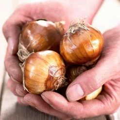 VAN ZYVERDEN Paperwhites Bulbs (25-Pack) 15 VAN ZYVERDEN Paperwhites Bulbs (25-Pack) -VAN ZYVERDEN shop van zyverden flower bulbs 88200 44 1000