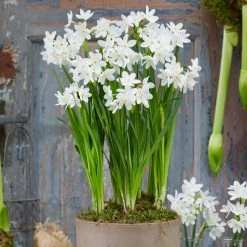 VAN ZYVERDEN Paperwhites Bulbs (25-Pack) 13 VAN ZYVERDEN Paperwhites Bulbs (25-Pack) -VAN ZYVERDEN shop van zyverden flower bulbs 88200 4f 1000