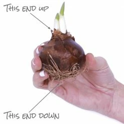 VAN ZYVERDEN Paperwhites Bulbs (25-Pack) 17 VAN ZYVERDEN Paperwhites Bulbs (25-Pack) -VAN ZYVERDEN shop van zyverden flower bulbs 88200 76 1000