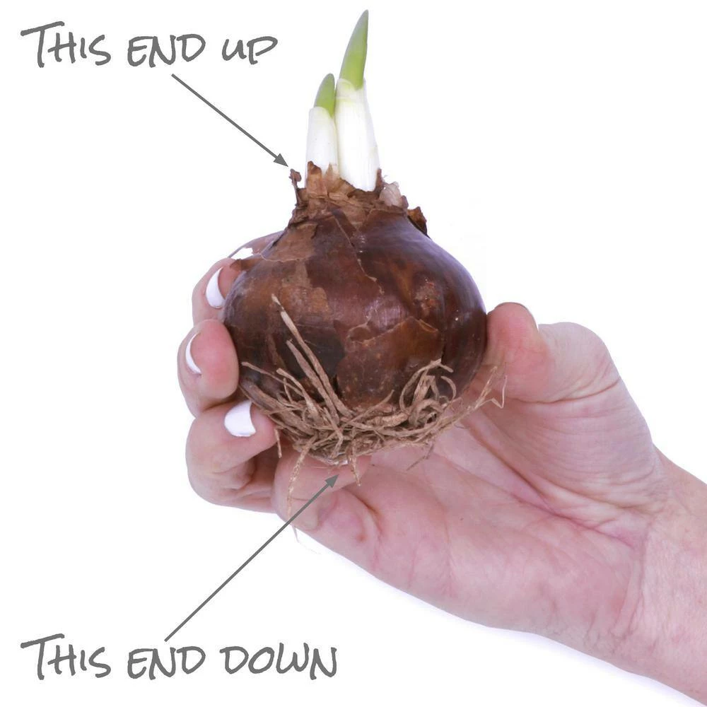 VAN ZYVERDEN Paperwhites Bulbs (25-Pack) 10 VAN ZYVERDEN Paperwhites Bulbs (25-Pack) - Image 8