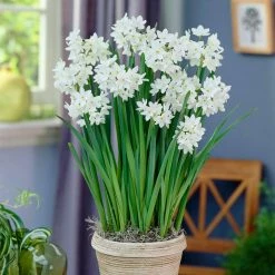 VAN ZYVERDEN Paperwhites Bulbs (25-Pack) 12 VAN ZYVERDEN Paperwhites Bulbs (25-Pack) -VAN ZYVERDEN shop van zyverden flower bulbs 88200 c3 1000