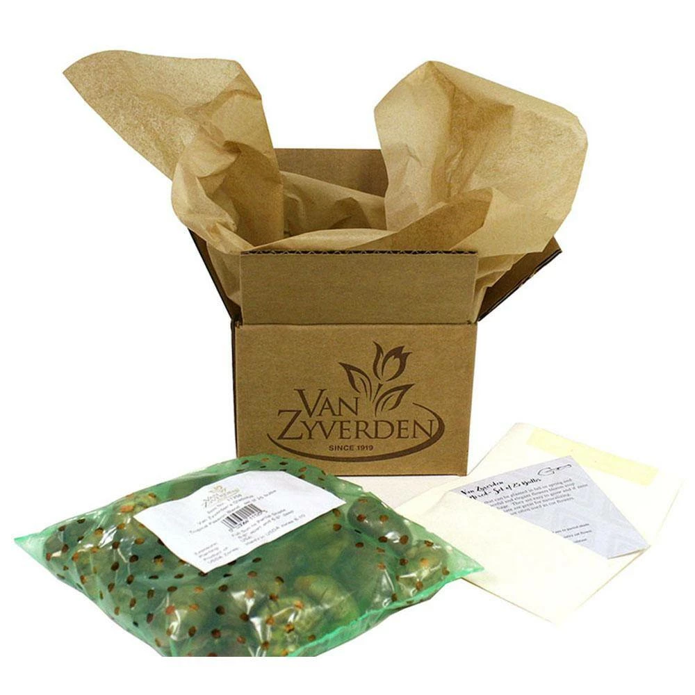 VAN ZYVERDEN Paperwhites Bulbs (25-Pack) 9 VAN ZYVERDEN Paperwhites Bulbs (25-Pack) - Image 7