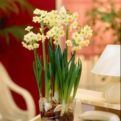 VAN ZYVERDEN Narcissus Avalanche for Indoor Forcing Bulbs (6-Pack) -VAN ZYVERDEN shop van zyverden flower bulbs 88201 4f 1000
