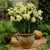 VAN ZYVERDEN Narcissus Avalanche for Indoor Forcing Bulbs (6-Pack) -VAN ZYVERDEN shop van zyverden flower bulbs 88201 64 1000