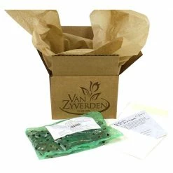 VAN ZYVERDEN Grand Freesia and Ranunculus Blend Bulbs (75-Pack) 12 VAN ZYVERDEN Grand Freesia and Ranunculus Blend Bulbs (75-Pack) -VAN ZYVERDEN shop van zyverden flower bulbs 88250 1f 1000