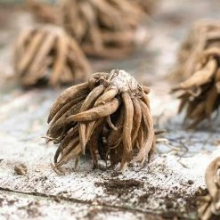 VAN ZYVERDEN Grand Freesia and Ranunculus Blend Bulbs (75-Pack) 11 VAN ZYVERDEN Grand Freesia and Ranunculus Blend Bulbs (75-Pack) -VAN ZYVERDEN shop van zyverden flower bulbs 88250 4f 1000