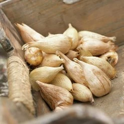 VAN ZYVERDEN shop -VAN ZYVERDEN shop van zyverden flower bulbs 88250 c3 1000