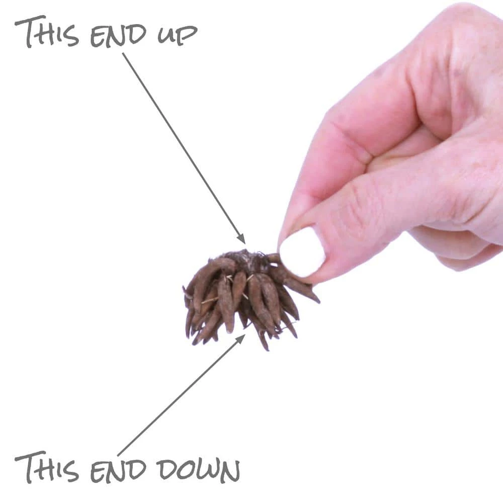 VAN ZYVERDEN Grand Freesia and Ranunculus Blend Bulbs (75-Pack) 8 VAN ZYVERDEN Grand Freesia and Ranunculus Blend Bulbs (75-Pack) - Image 6