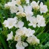 VAN ZYVERDEN Freesias Double Blooming White Bulbs (25-Pack) -VAN ZYVERDEN shop van zyverden flower bulbs 88254 64 1000