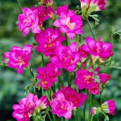 VAN ZYVERDEN Freesias Double Blooming Pink Bulbs (25-Pack)