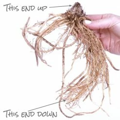 VAN ZYVERDEN Hosta Sieboldiana Elegans Bulbs (3-Pack) -VAN ZYVERDEN shop van zyverden flower bulbs 88301 1f 1000