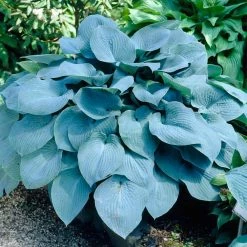 VAN ZYVERDEN Hosta Sieboldiana Elegans Bulbs (3-Pack)