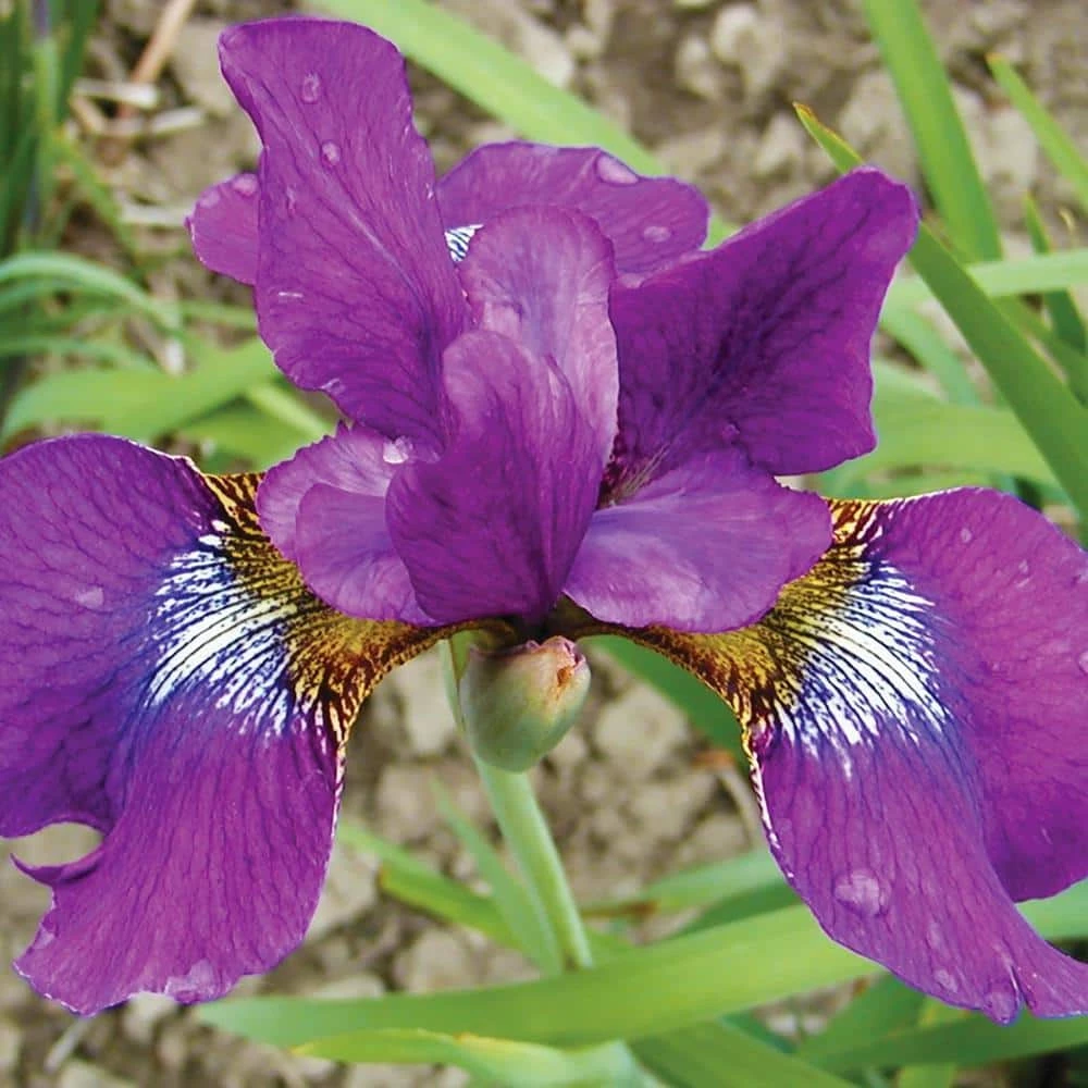 VAN ZYVERDEN Iris Siberica Claret Cup Bulbs (3-Pack) 3 VAN ZYVERDEN Iris Siberica Claret Cup Bulbs (3-Pack)